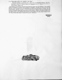 Alyxoria lichenoides image